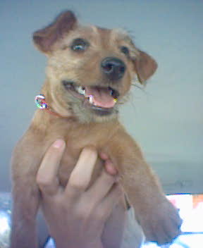 ma chienne &agrave; 4 mois