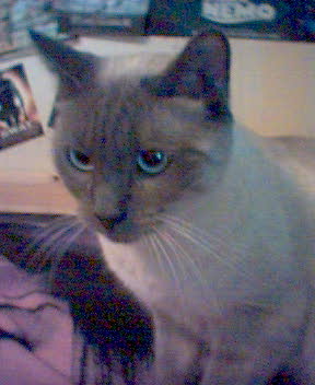 mon chat