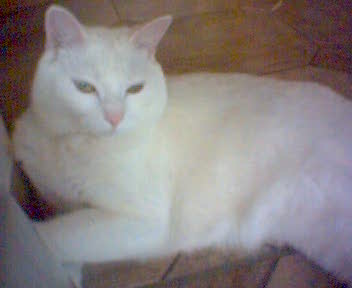 mon 2&egrave;me chat