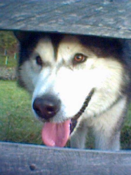 un beau chien!!