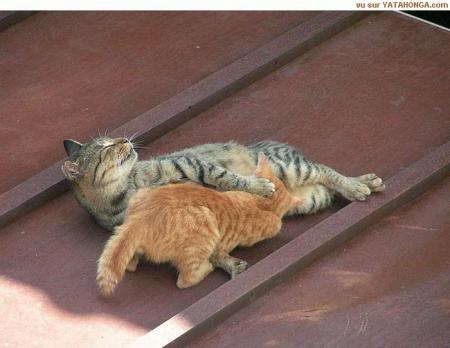 broutte minou