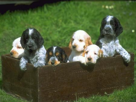 chiots