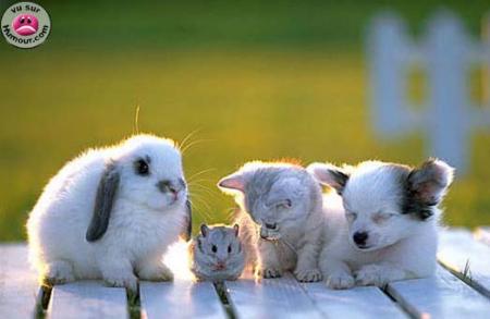animaux de compagnie
