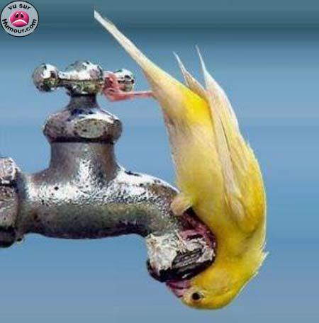 canari