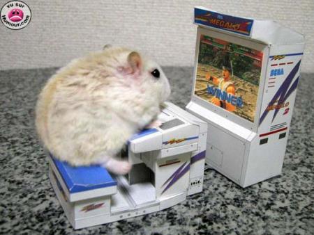 hamster