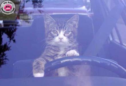 encore un chat!!